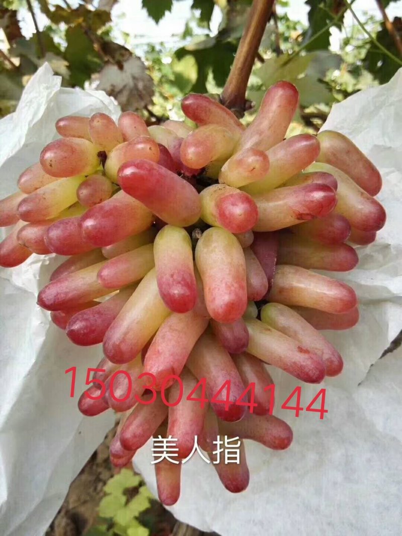 佳旺葡萄苗木基地
