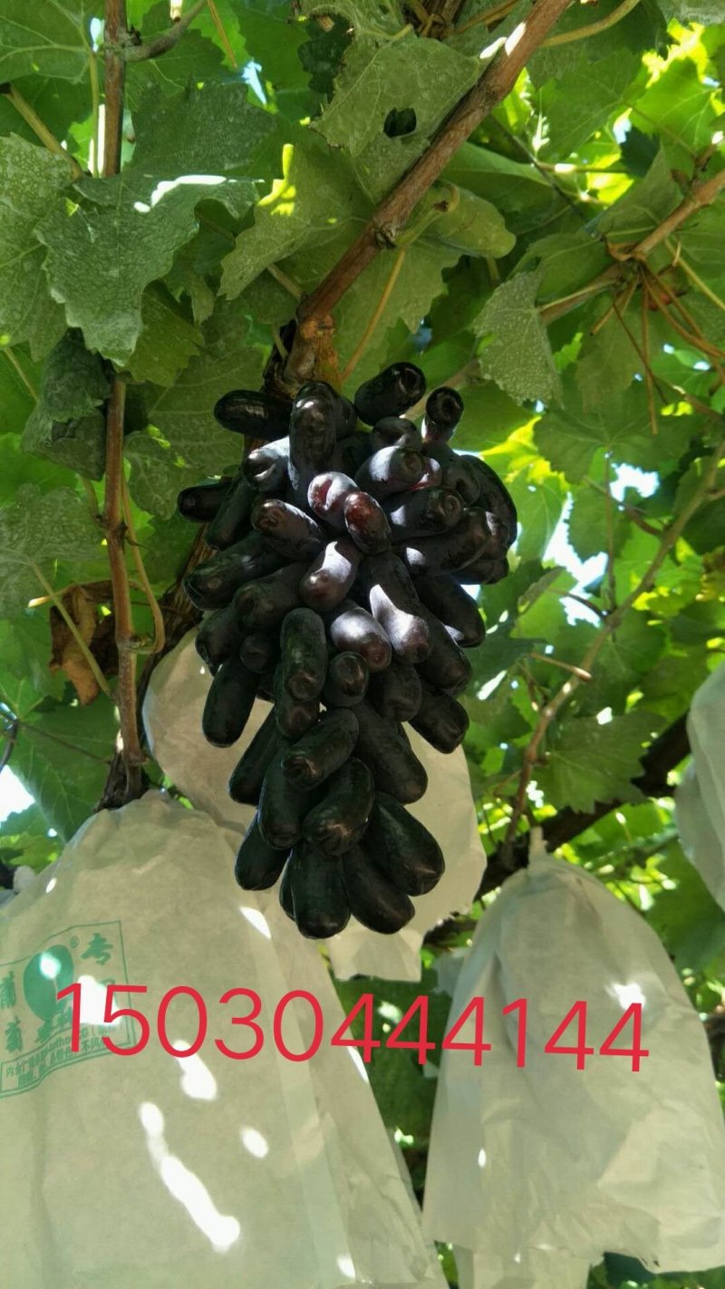 佳旺葡萄苗木基地