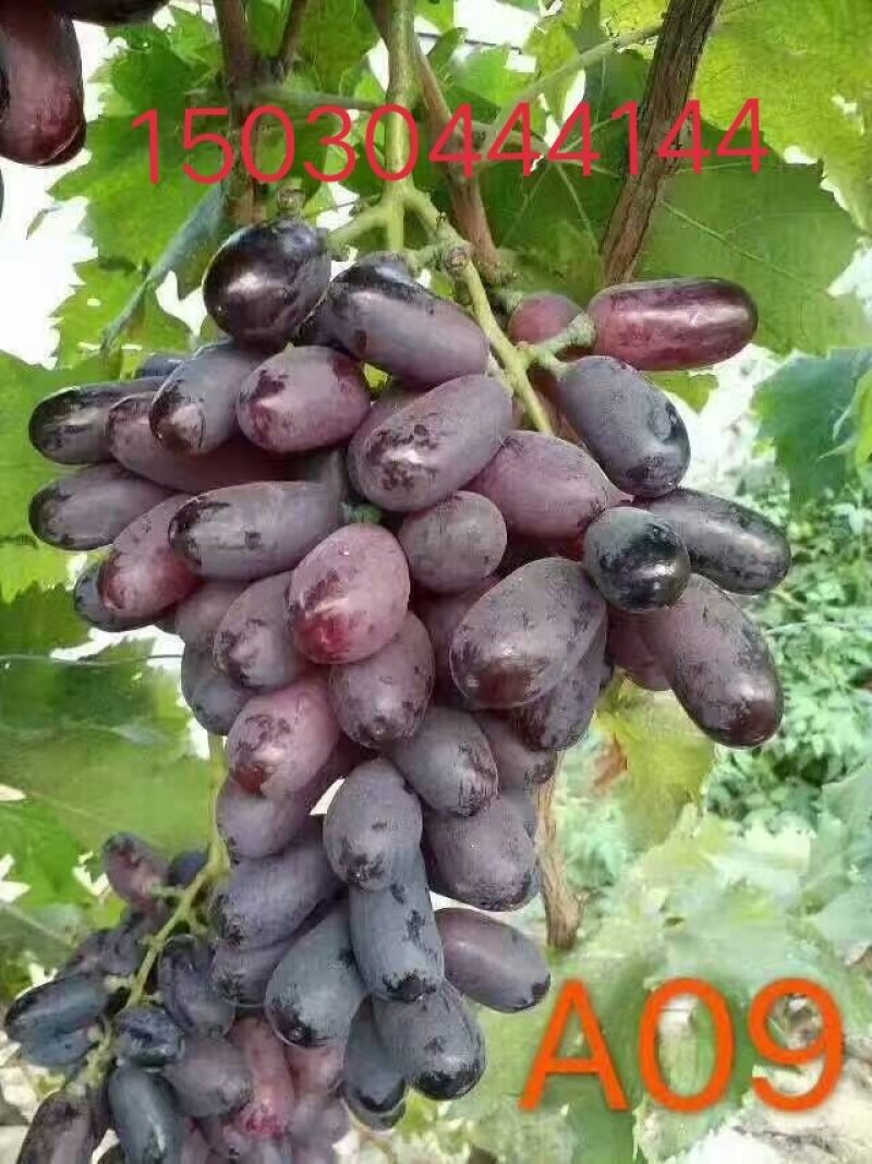佳旺葡萄苗木基地