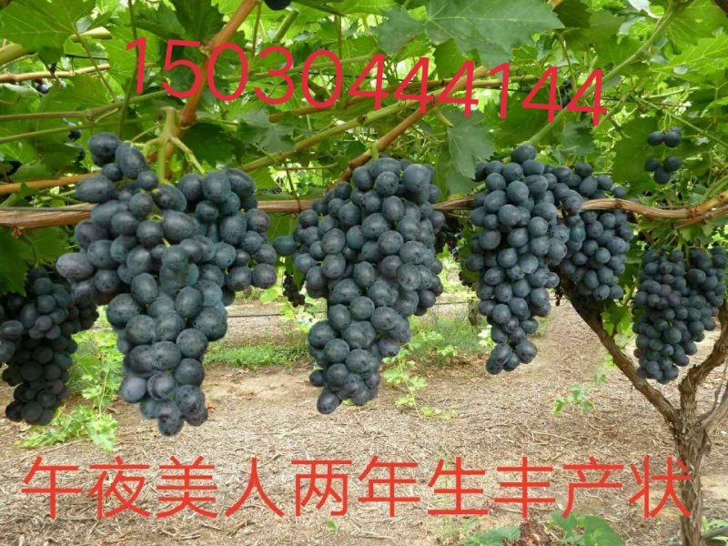 佳旺葡萄苗木基地