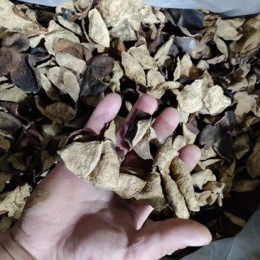 陈皮