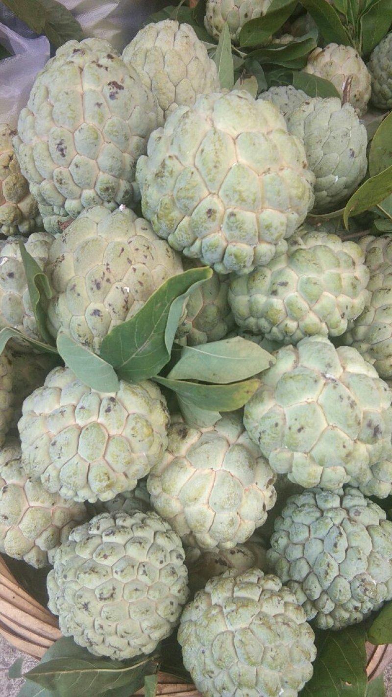 释迦摩尼果大果