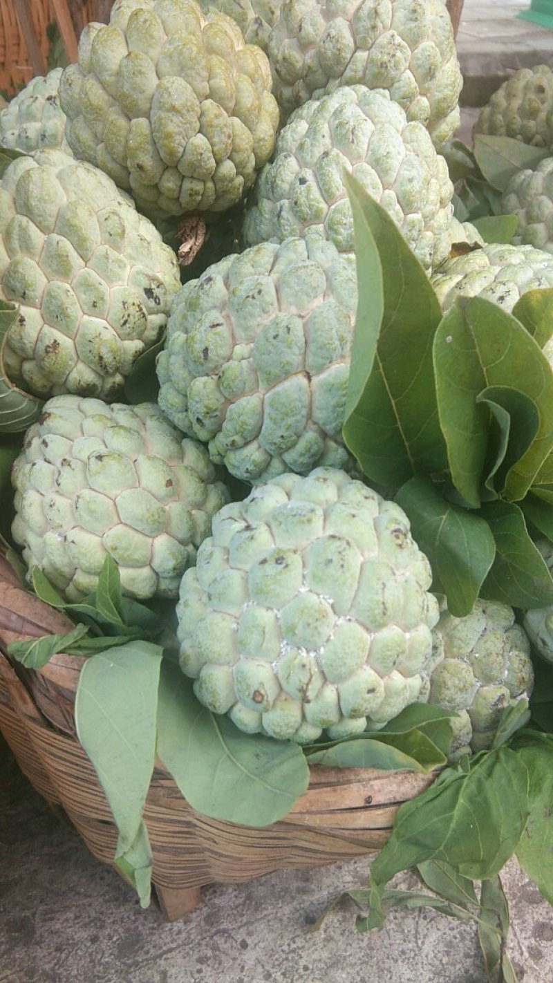 释迦摩尼果大果