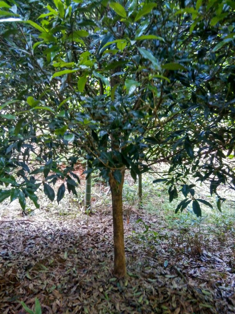 丹桂10~12cm2.5~3米1~2米