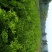 沃柑苗