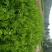沃柑苗