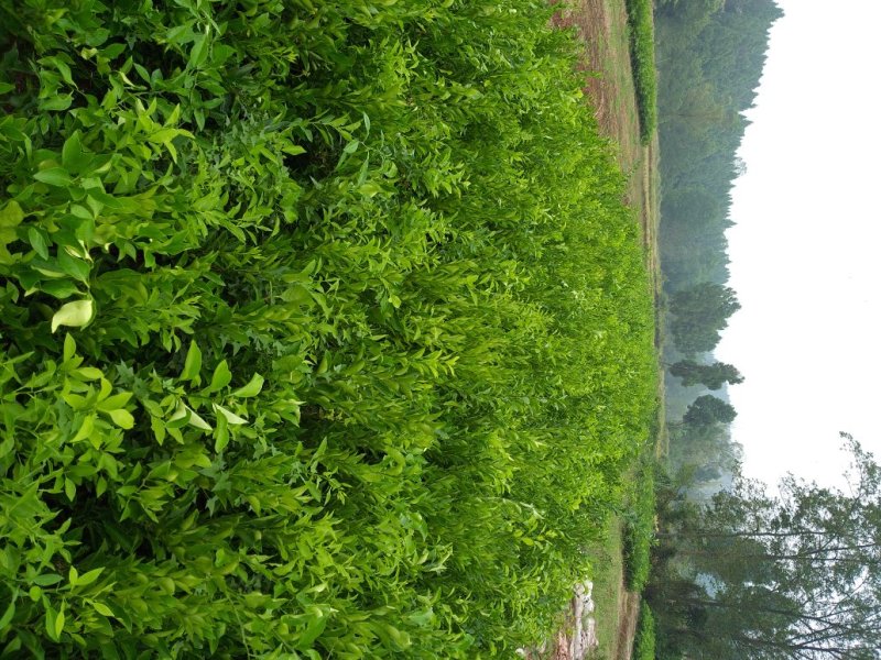 沃柑苗