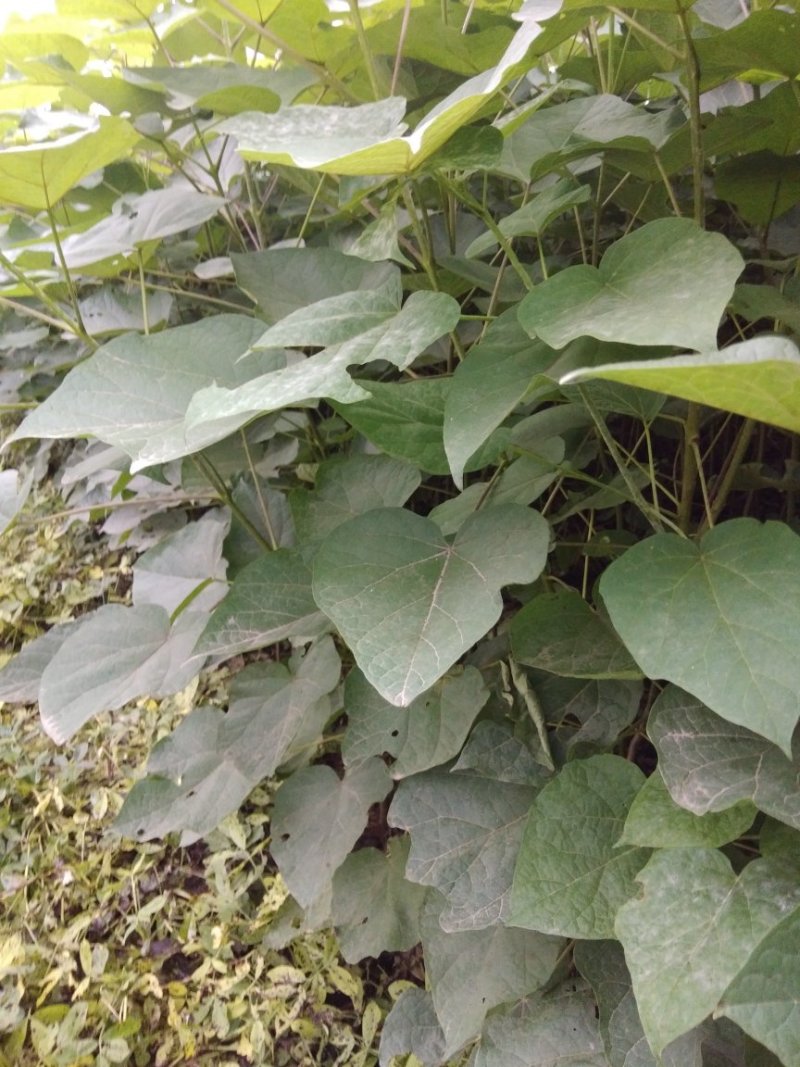 梓树苗