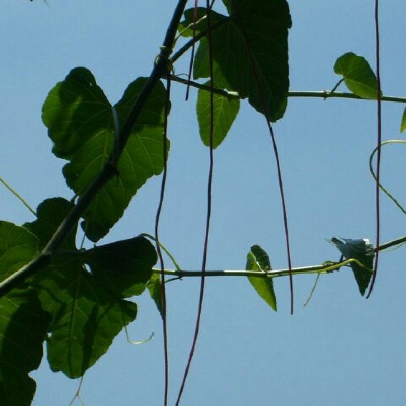 一帘幽梦苗锦屏苗爬藤观赏植物可盆栽地栽庭院种植包邮