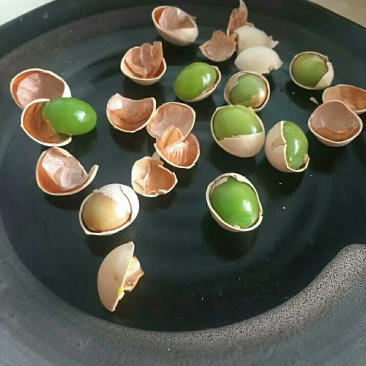 佛指白果