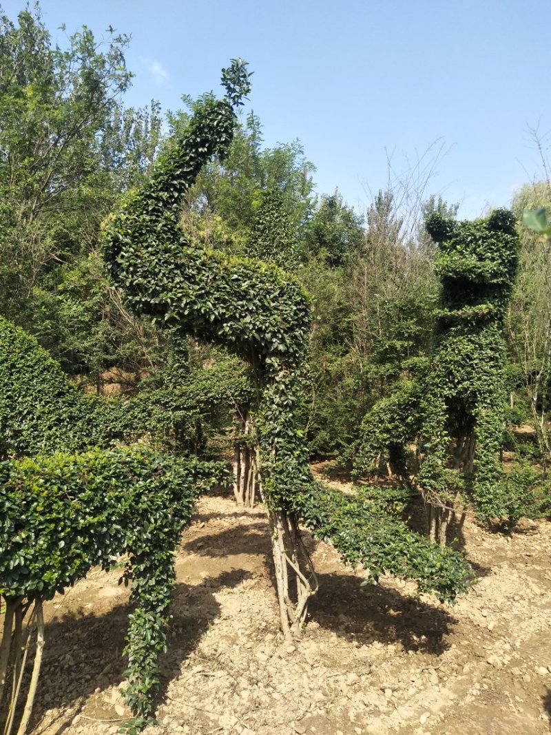 大量销售：小叶女贞动物造型，四季常青，常年可以种植