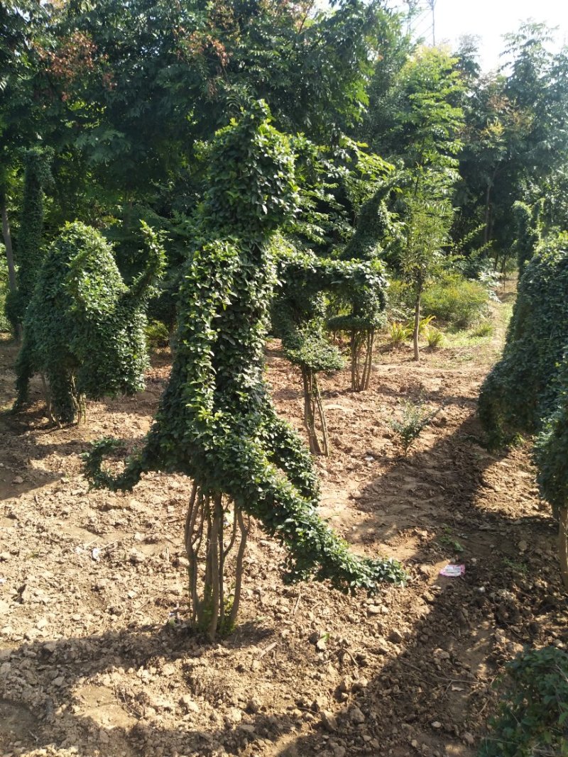 大量销售：小叶女贞动物造型，四季常青，常年可以种植