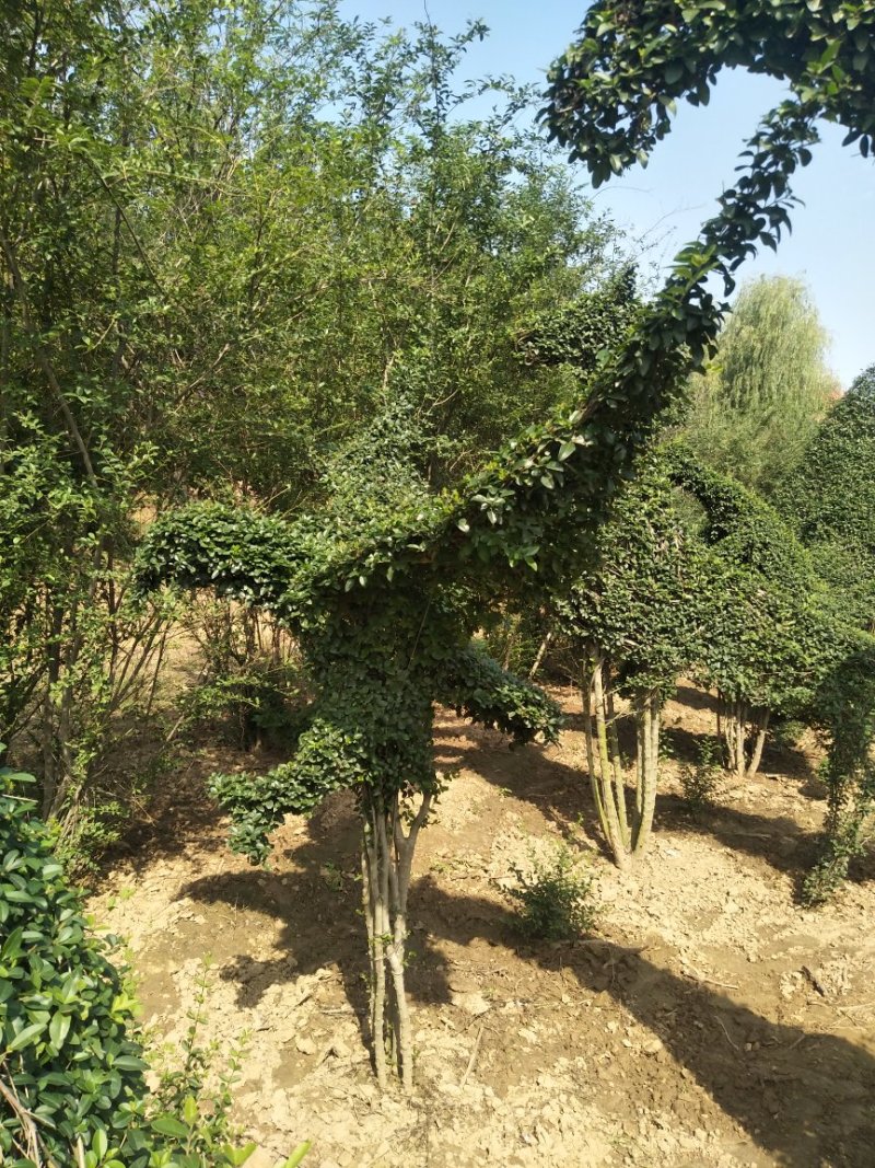 大量销售：小叶女贞动物造型，四季常青，常年可以种植