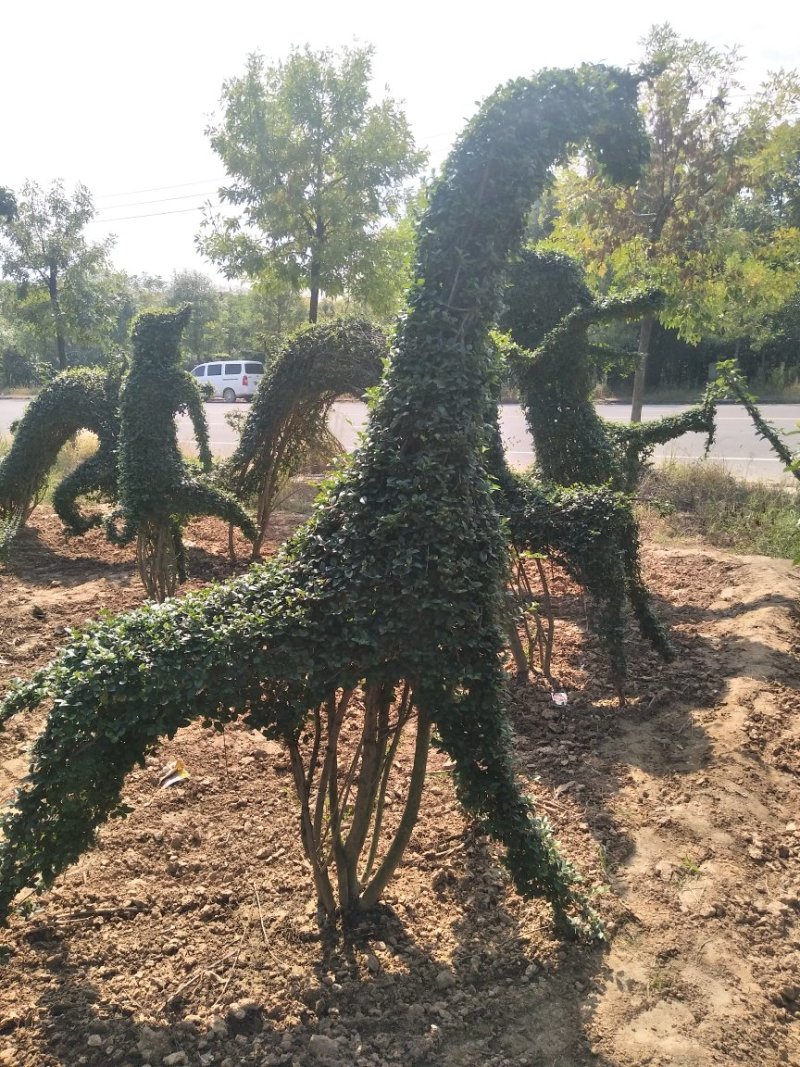 大量销售：小叶女贞动物造型，四季常青，常年可以种植