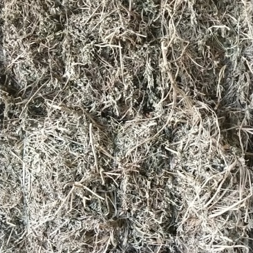 旱莲草旱莲草大货分前期和后中期二种可加工打粉细四十目至六