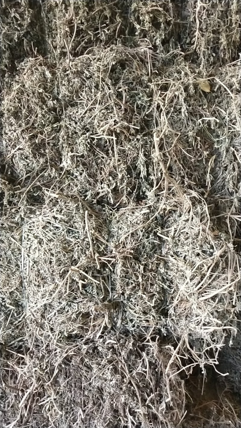 旱莲草旱莲草大货分前期和后中期二种可加工打粉细四十目至六