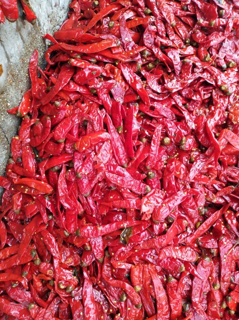 腌制辣椒，大池腌制，天然无公害