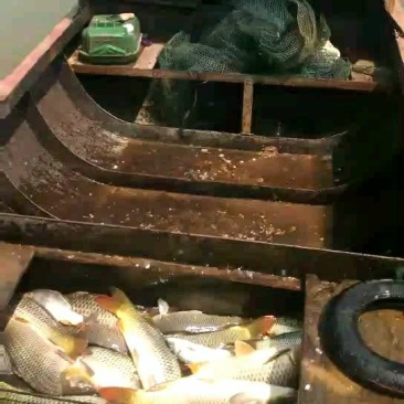 鲤鱼野生