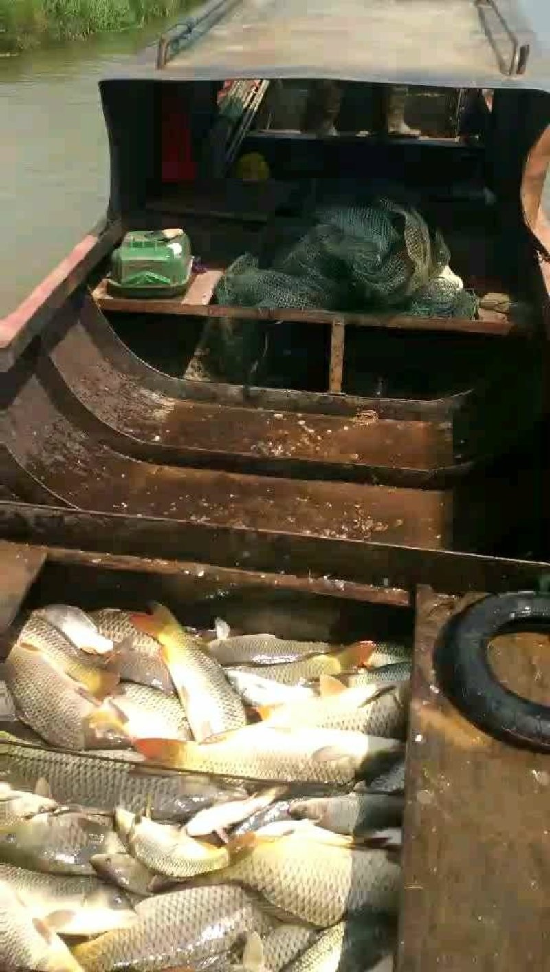 鲤鱼野生