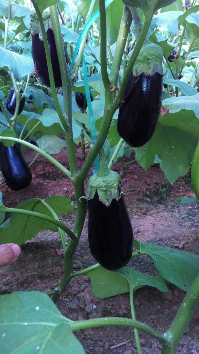 黑茄王
