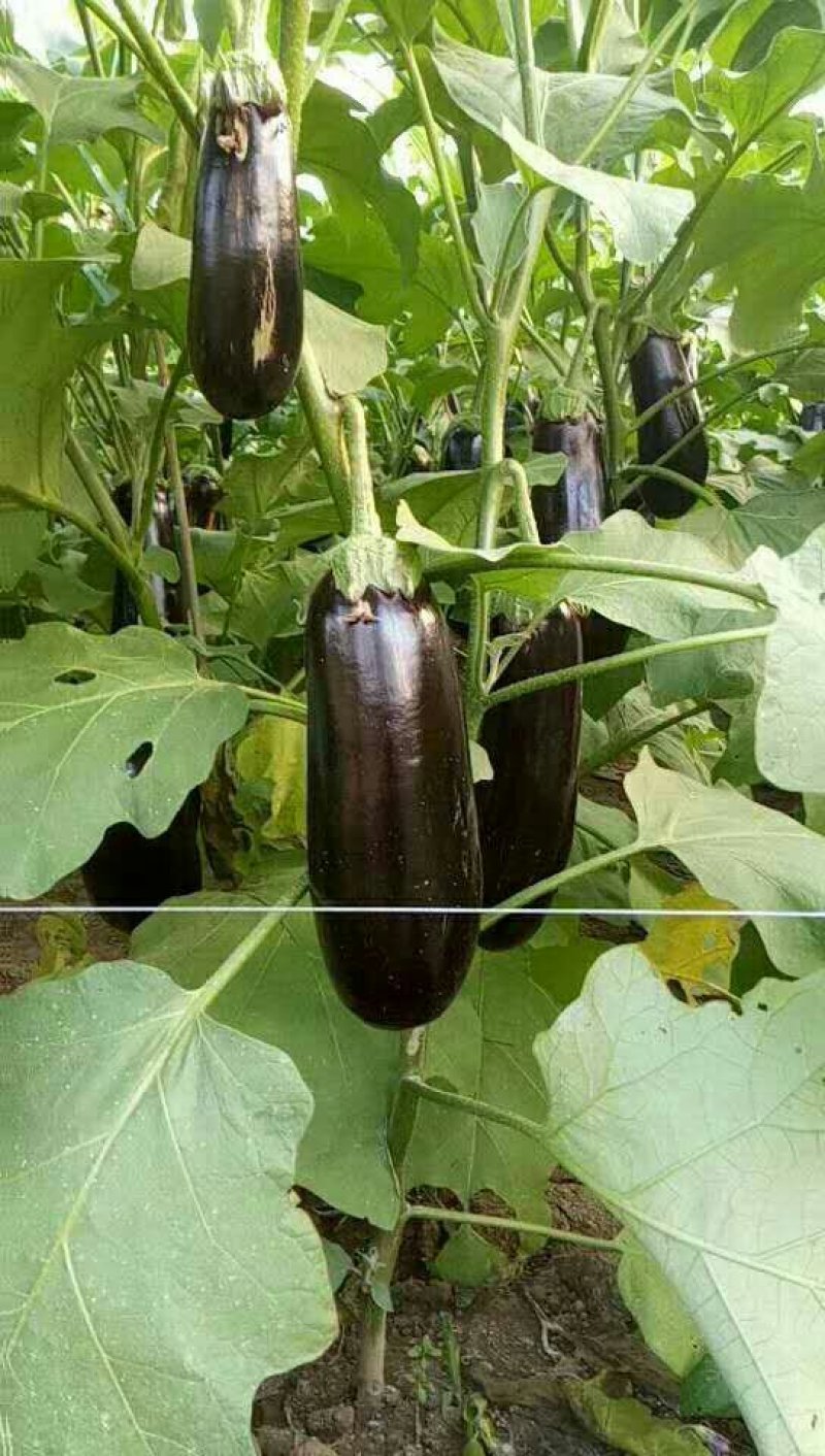 黑茄王