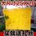 双面粘虫板诱虫板纸贴诱捕器粘板灭小飞虫沾果蝇