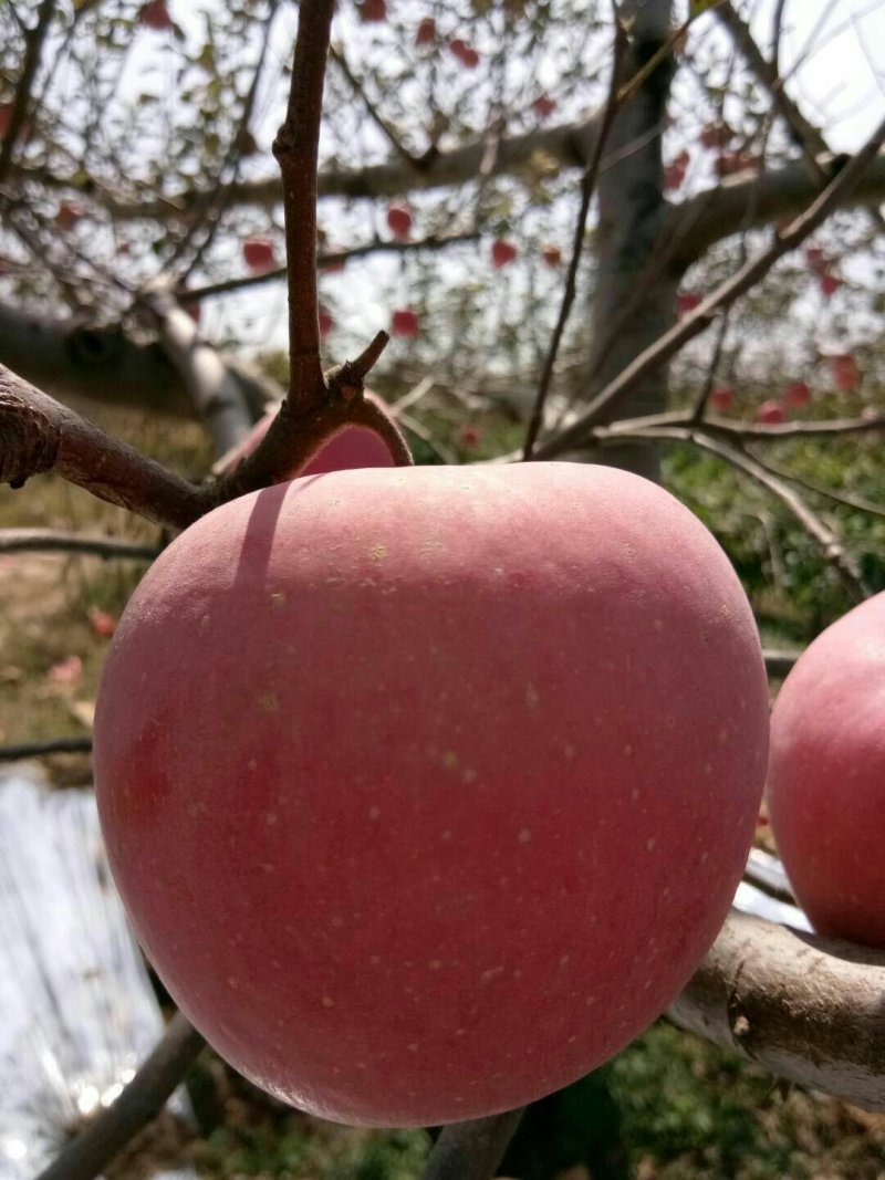 洛川红富士苹果，冷库商品，通货，