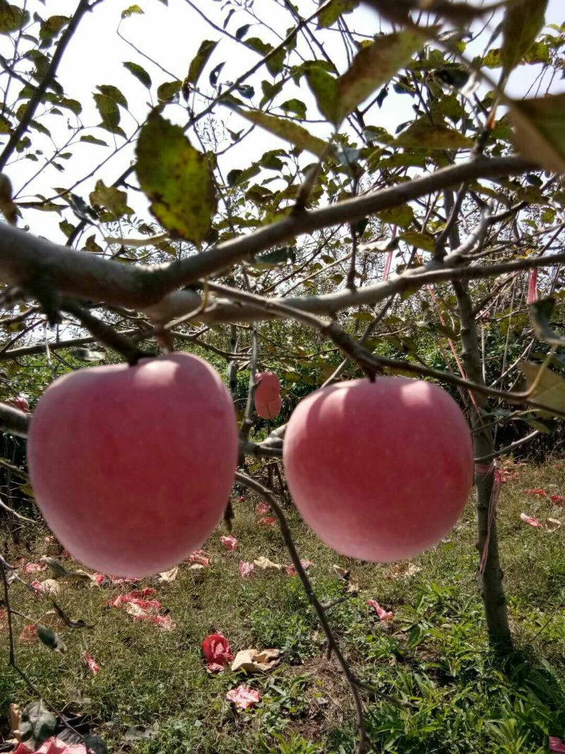 洛川红富士苹果，冷库商品，通货，