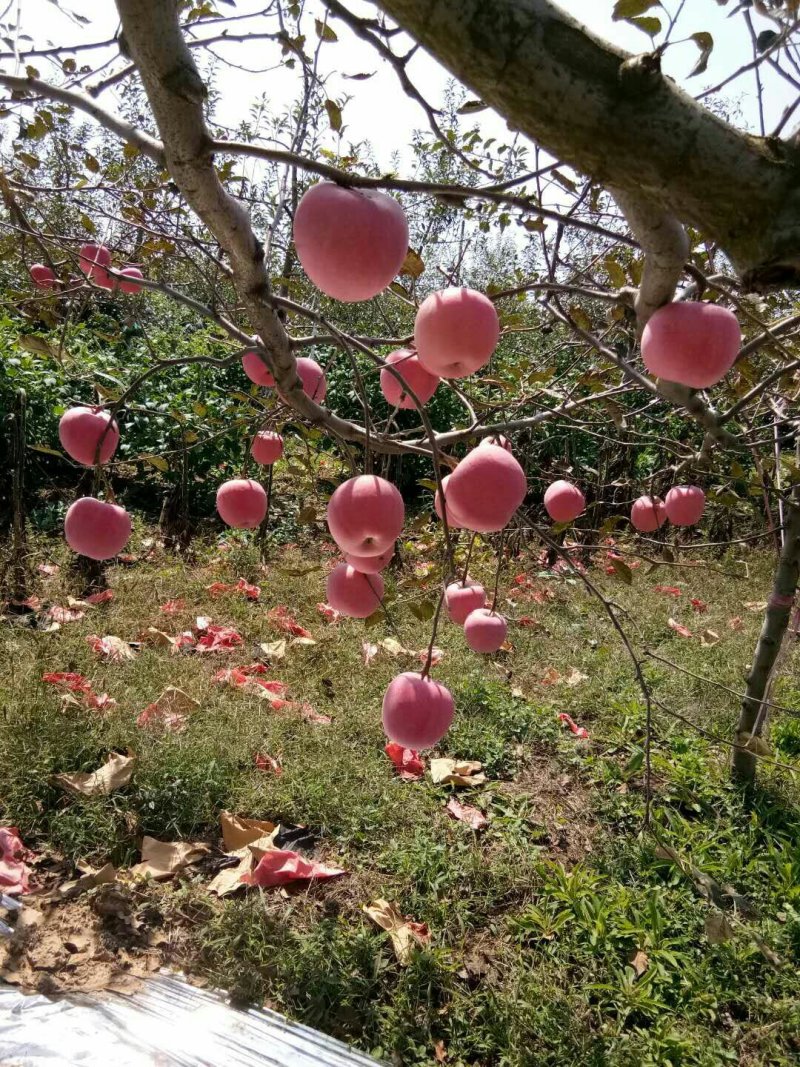 洛川红富士苹果，冷库商品，通货，