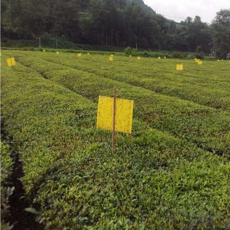 双面粘虫板诱虫板纸贴诱捕器粘板灭小飞虫沾果蝇
