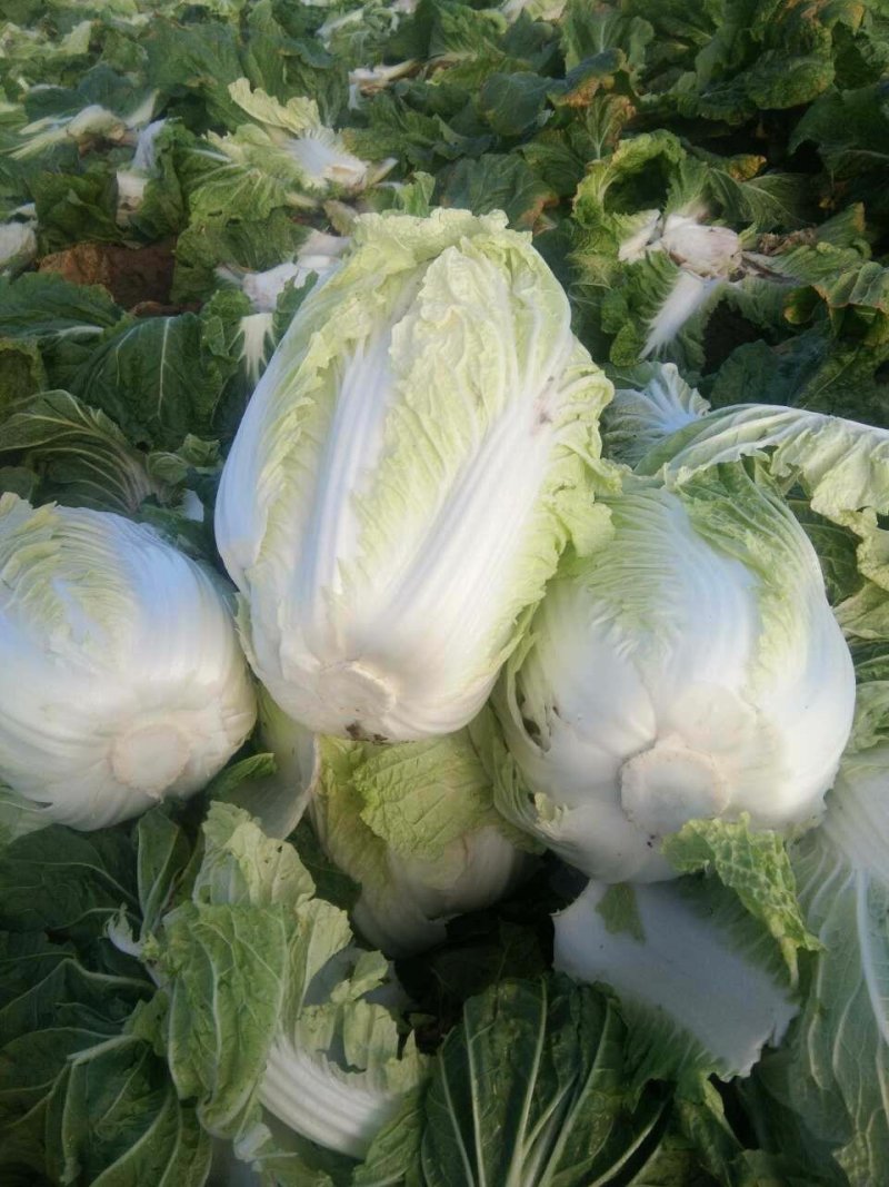 黄心白菜