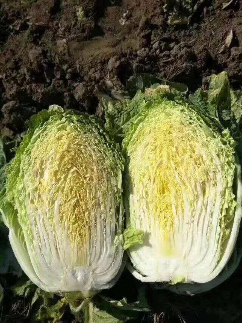 黄心白菜