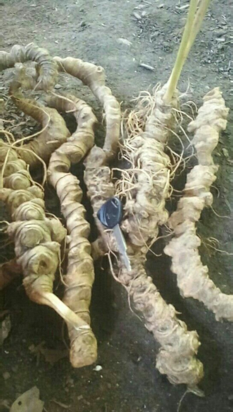 三七百年野三七鲜货