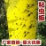 双面粘虫板诱虫板纸贴诱捕器粘板灭小飞虫沾果蝇