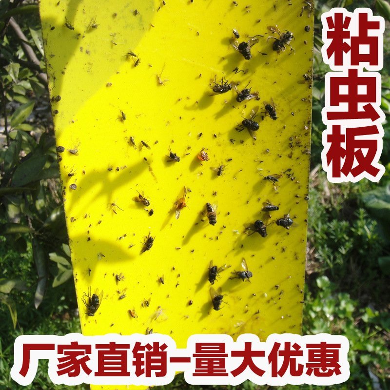 双面粘虫板诱虫板纸贴诱捕器粘板灭小飞虫沾果蝇