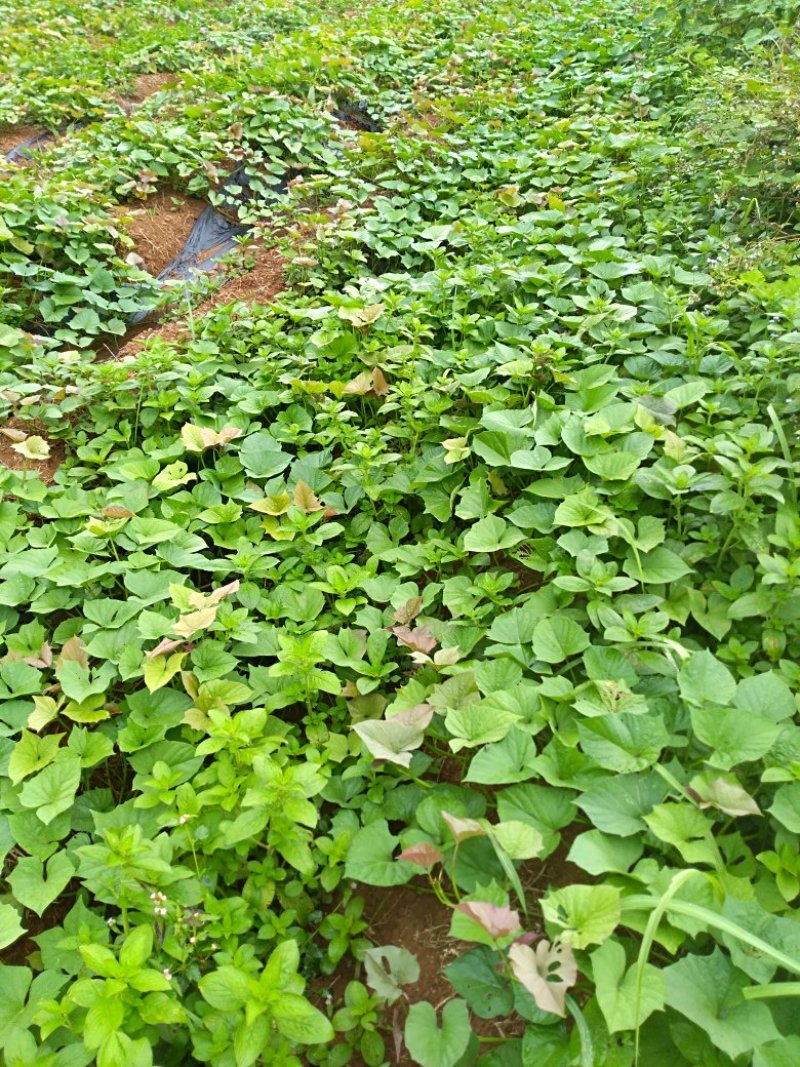 薯藤