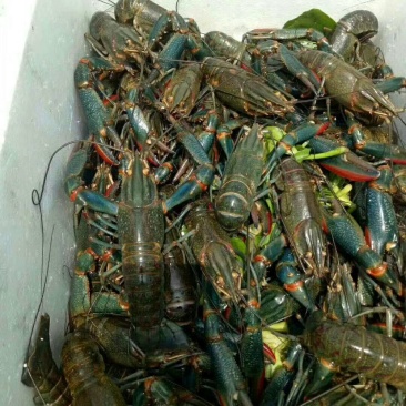 出售澳洲淡水龙虾