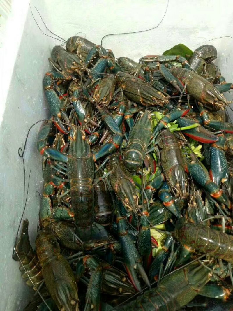 出售澳洲淡水龙虾