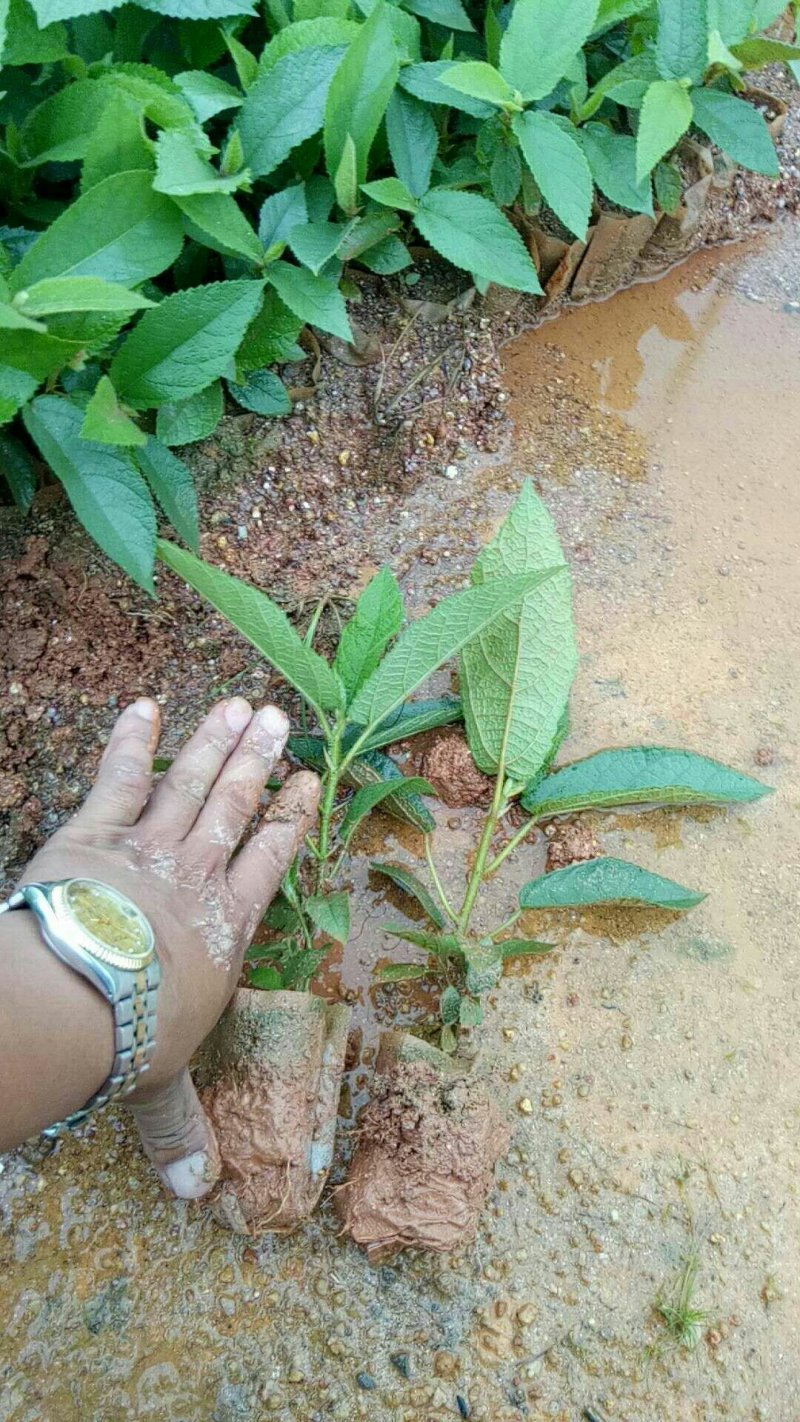 五指毛桃苗营养袋苗带土发货南方种植五指毛桃树苗