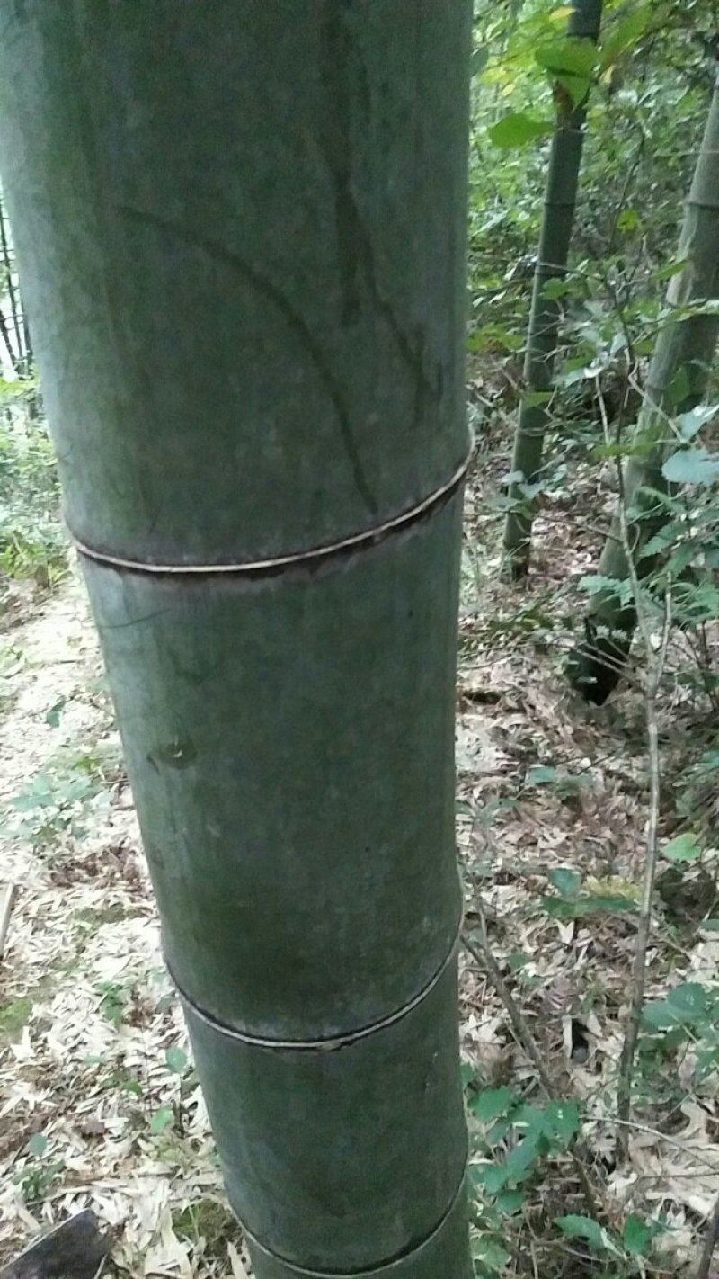 大南竹大量上市包砍包上车