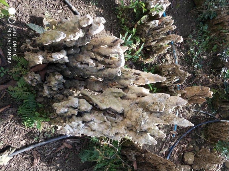 假山，吸水石