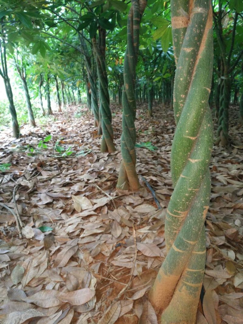 发财树基地直销