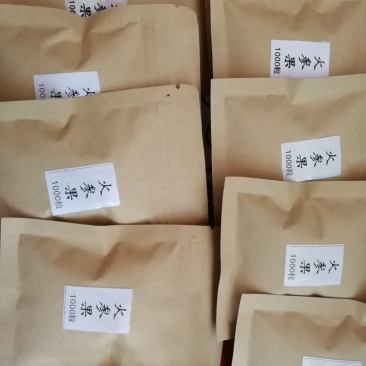 刺角瓜火参果种子批发