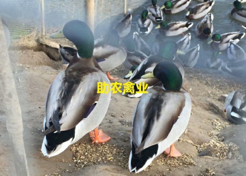 野水鸭苗