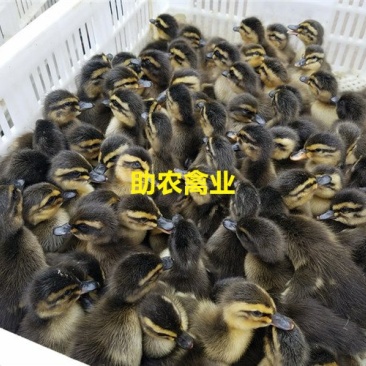 野水鸭苗