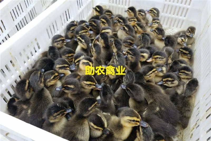 野水鸭苗