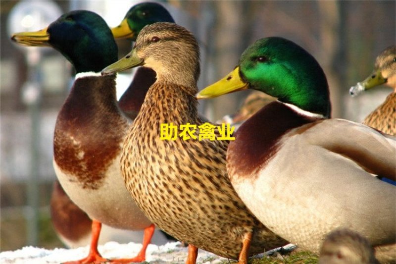 野水鸭苗