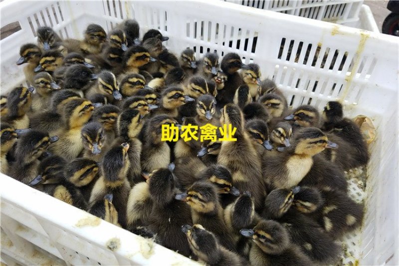 野水鸭苗