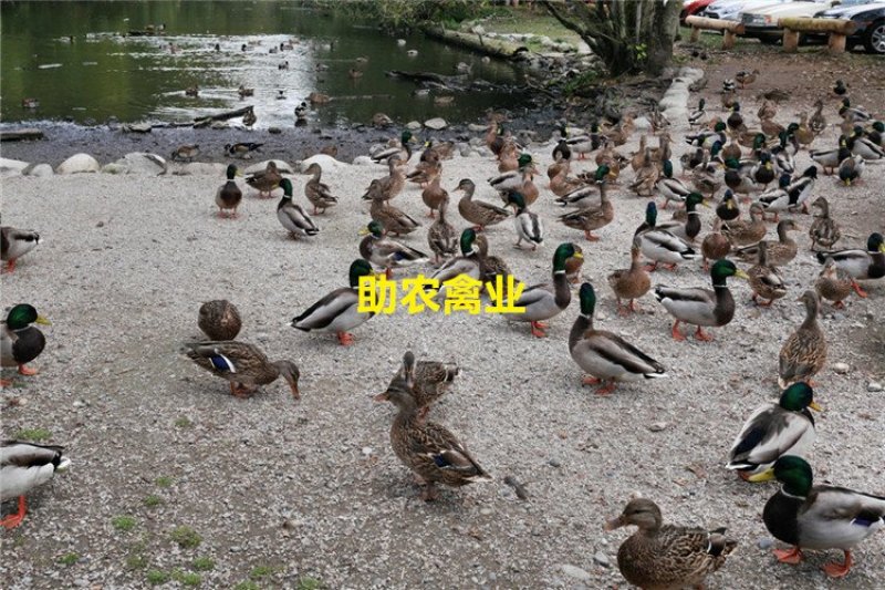 野水鸭苗