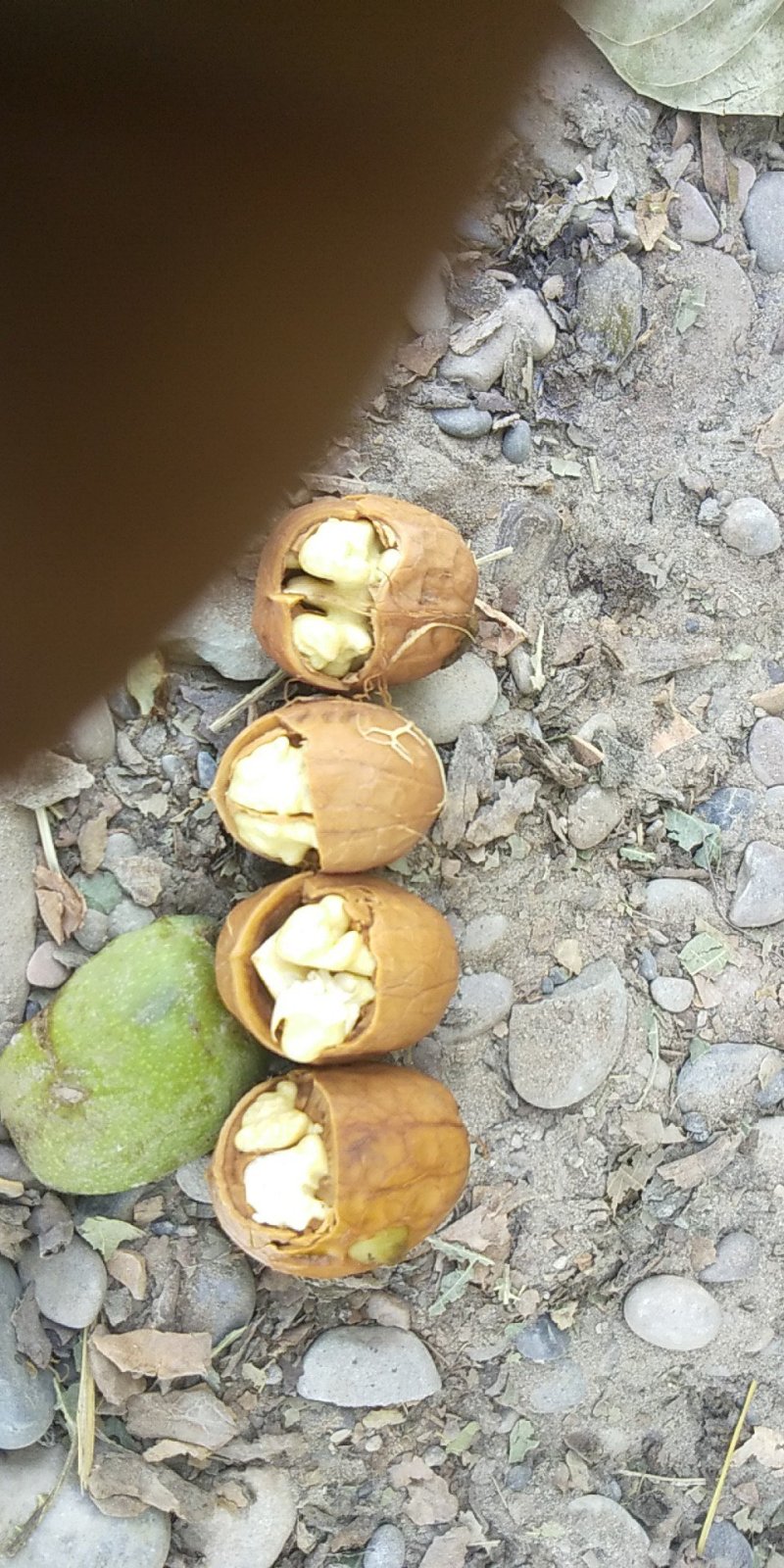 新2核桃，大量上市，